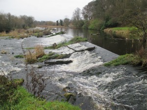 The Weir at Athgarvan, (Thanks to Athgarvan Mill for facilitating access)