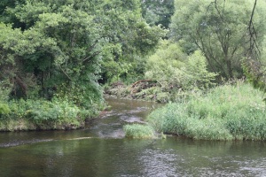 Part of Wetland Habitat (Island up-river from St. Conleths Bridge)