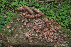 Pine cones which have fallen from the trees, neatly arranged on a tree-stump.
