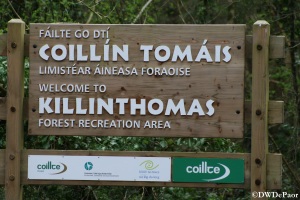 Welcome to the Killinthomas forest recreation area