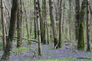 Bluebells / Coinnle corra in amongst the trees in Killinthomas Wood