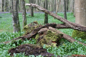 Fallen Trees form interesting shapes in Killinthomas Wood