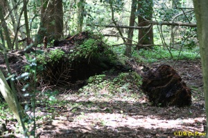 Fallen Trees left to decompose naturally in Killinthomas Wood