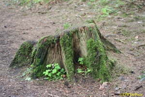 Tree-stumps become host to mosses