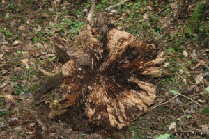 Natural Wood Sculpture on the forest floor - Killinthomas Wood