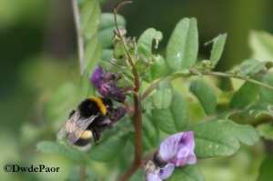 Bumble Bee on Halkfield Bog