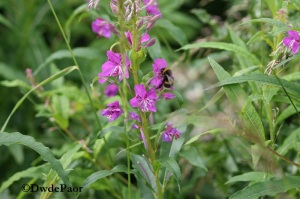 Bumble Bee on Halkfield Bog