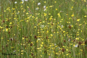 Wildflowers on the Bog