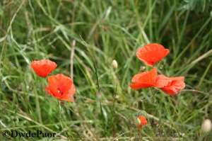 Red Bog Poppies