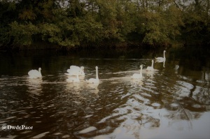 Swans Heading Up-River