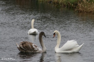 Swans on the River Liffey