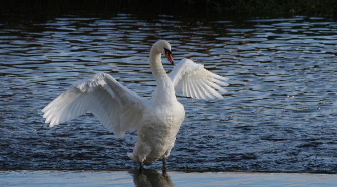 Swans on The Liffey In Newbridge