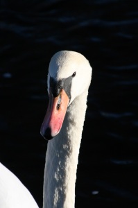 Swan On the Liffey