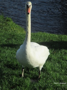 Swan On the Liffey