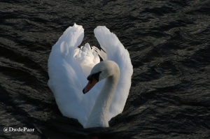 Swans on the Liffey