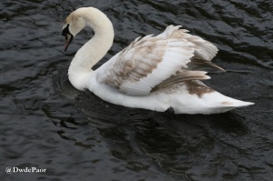Swans on the Liffey