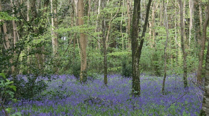 Bluebells and Buskers