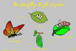WPButterfly Life Cycle Final